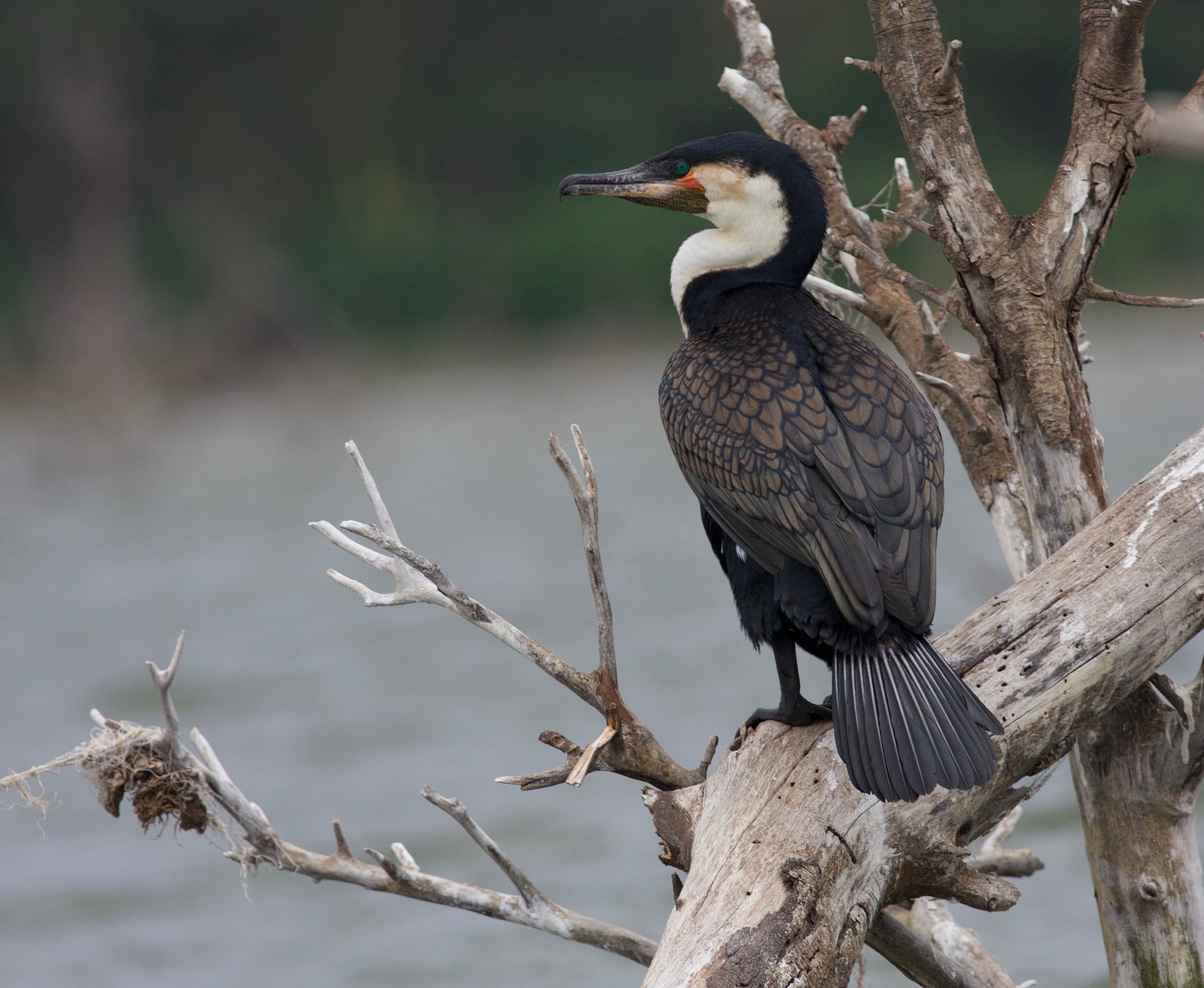 Details Whitebreasted Cormorant BirdGuides