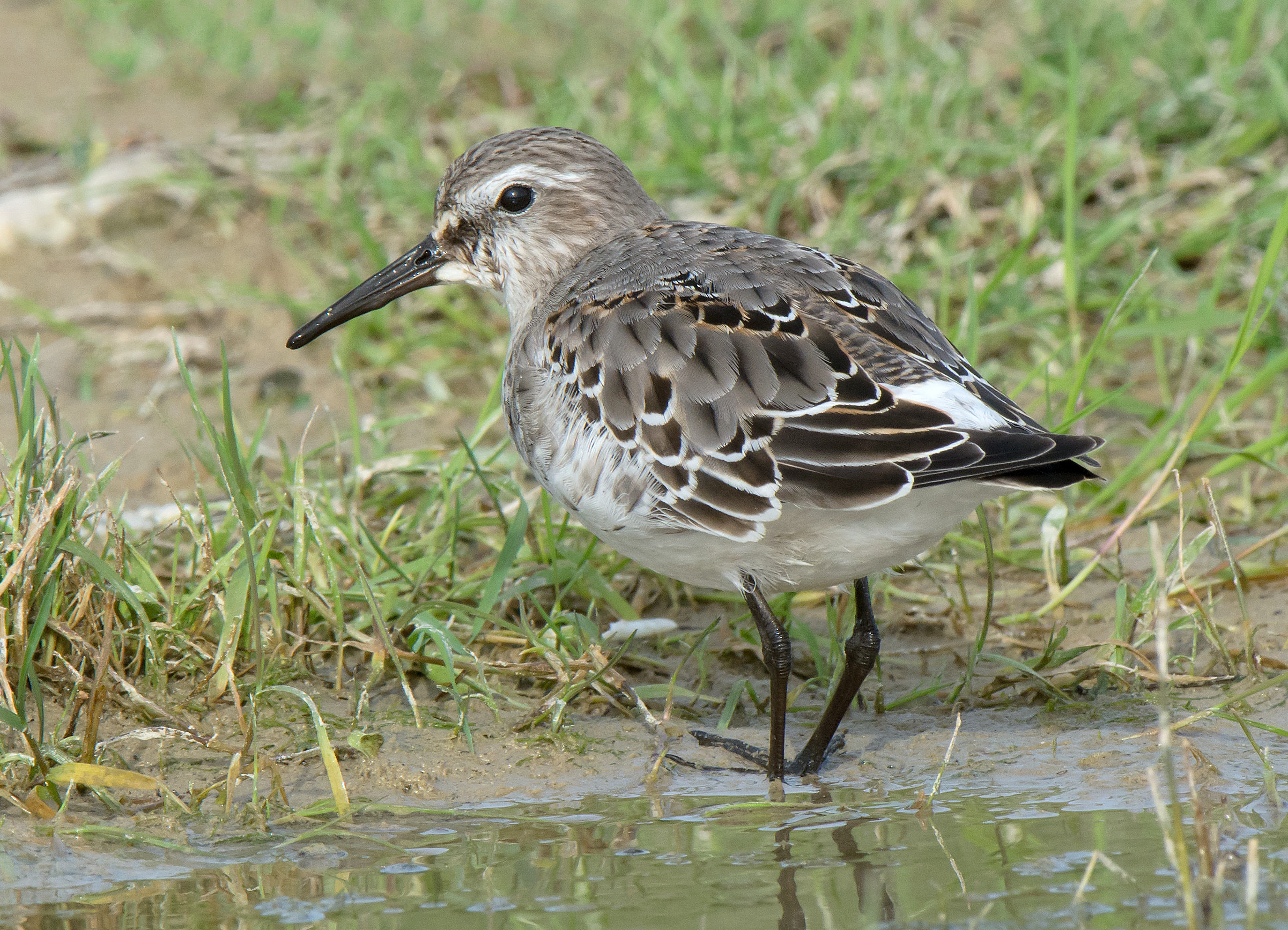 white rumped sandpiper white rumped sandpiper