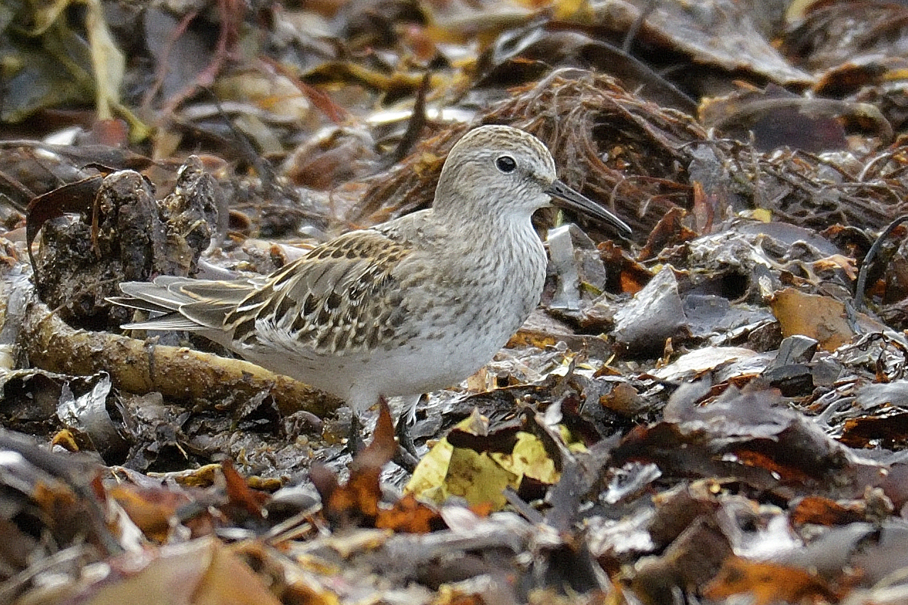 white rumped sandpiper white rumped sandpiper