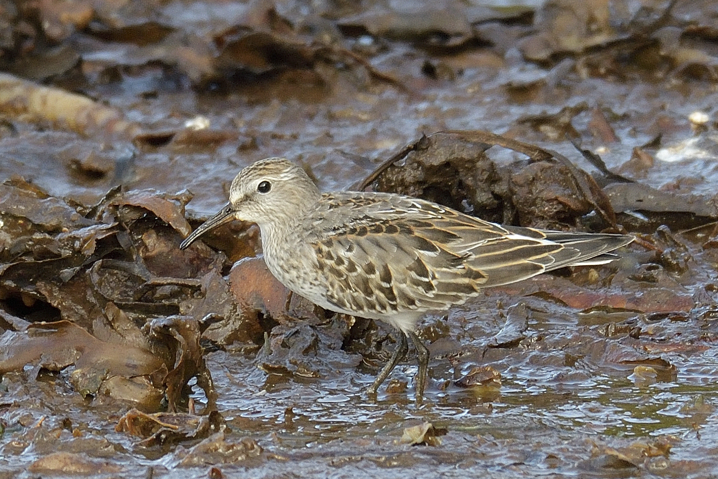 white rumped sandpiper white rumped sandpiper