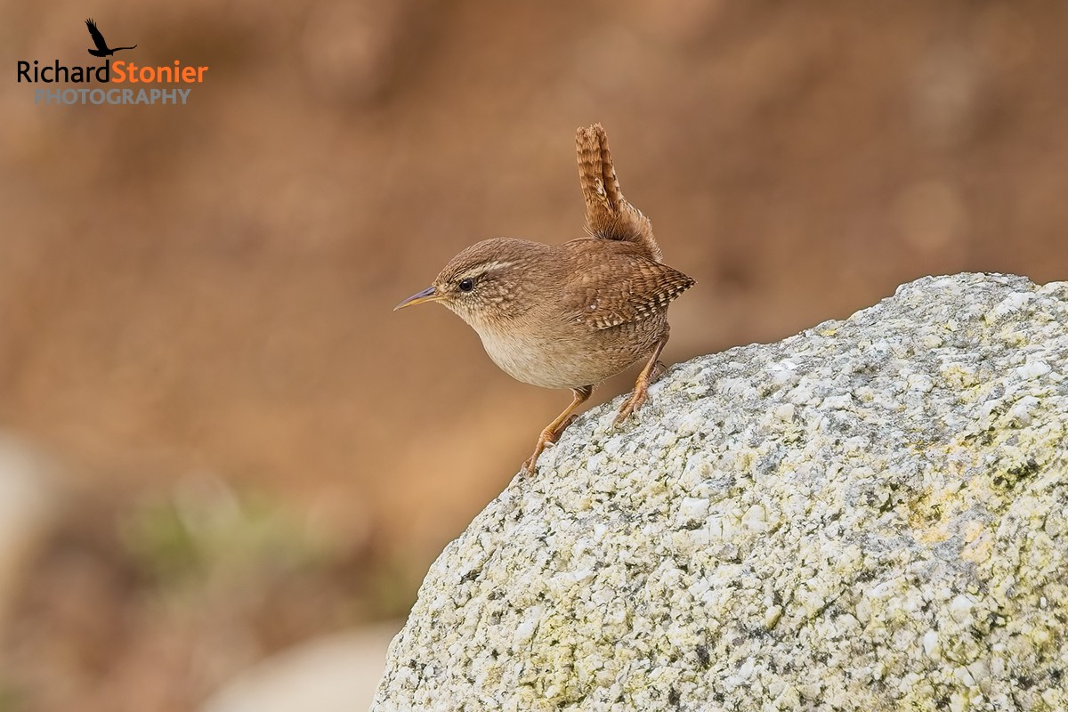 Eurasian Wren by Richard Stonier - BirdGuides