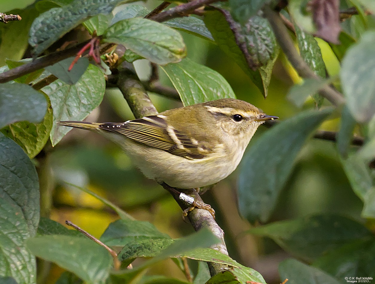 Yellowbrowed Warbler by Craig Bell BirdGuides
