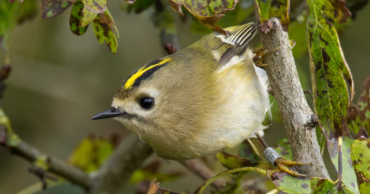 Motus receiver maps Goldcrest migration - BirdGuides
