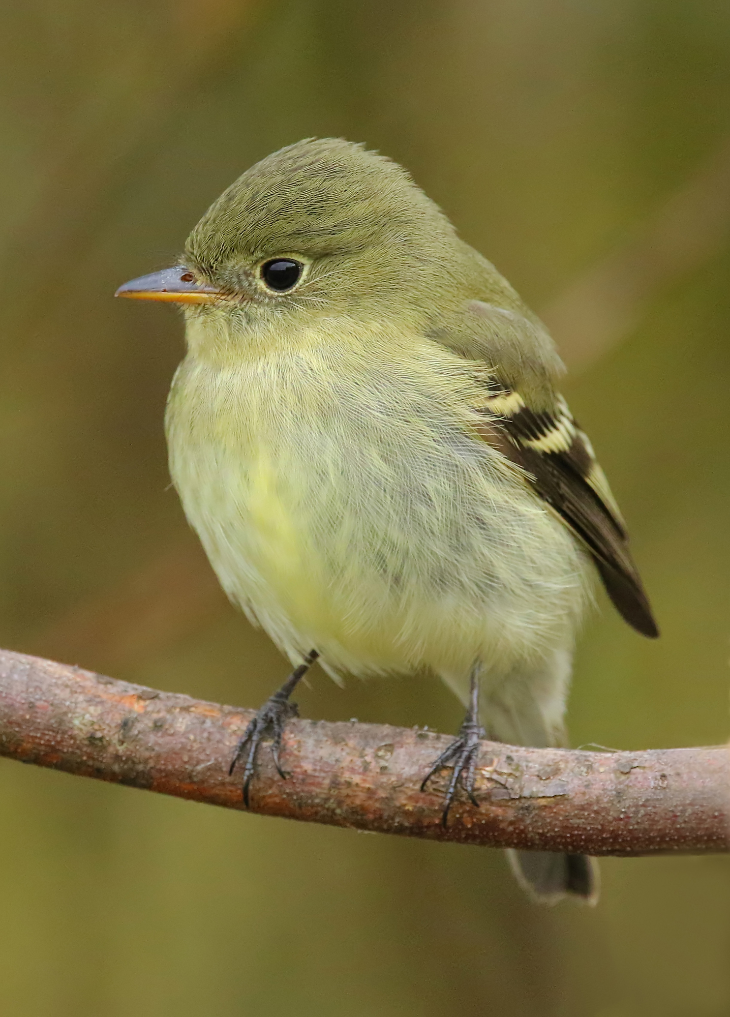 Details Yellowbellied Flycatcher BirdGuides