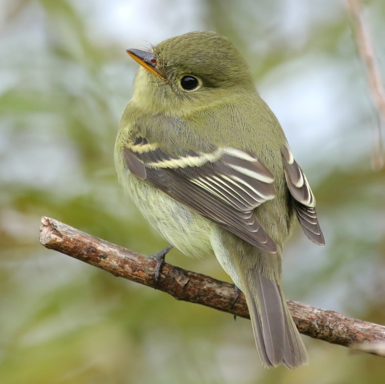 Yellow-bellied Flycatcher by Jaz Hughes - BirdGuides