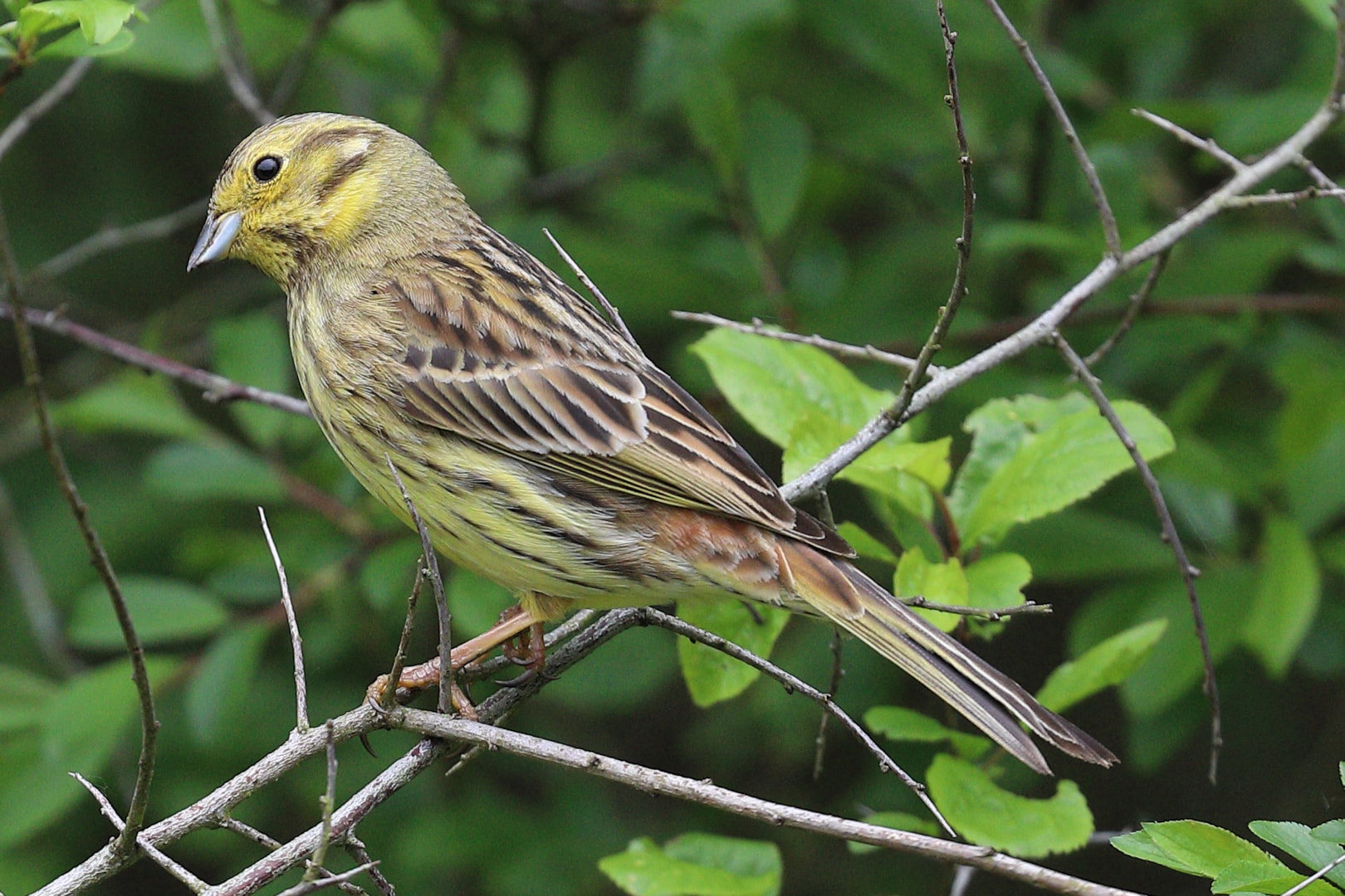 Yellowhammer by PETER MILES BirdGuides