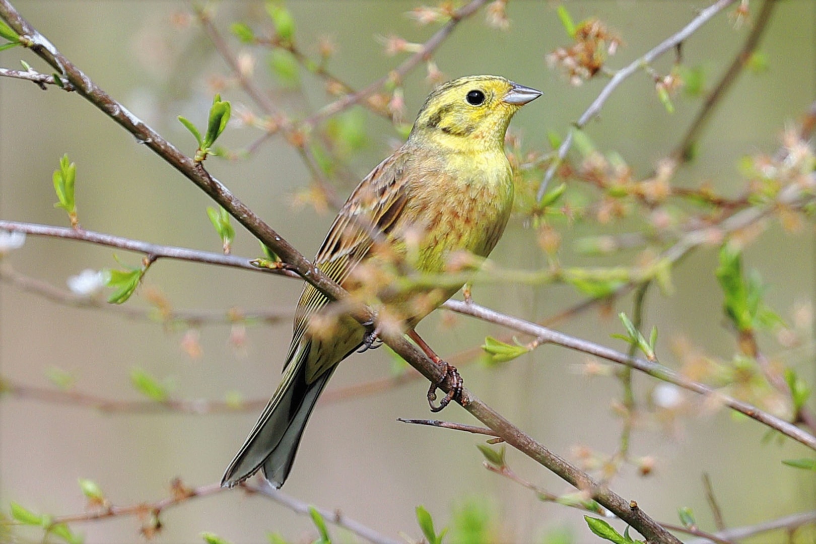 Yellowhammer by PETER MILES BirdGuides
