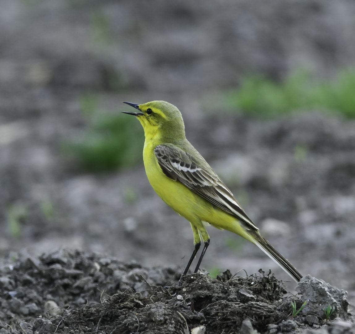 Yellow Wagtail by Geoffrey Dicker BirdGuides