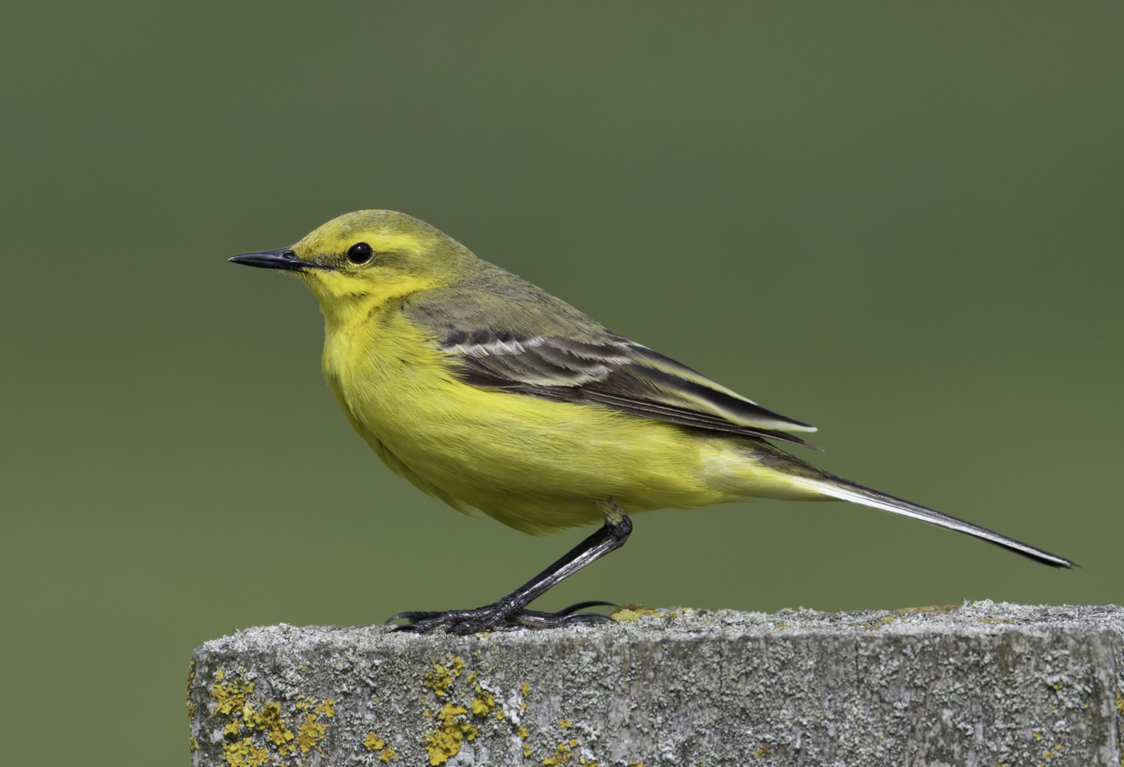 Yellow Wagtail by Geoffrey Dicker BirdGuides