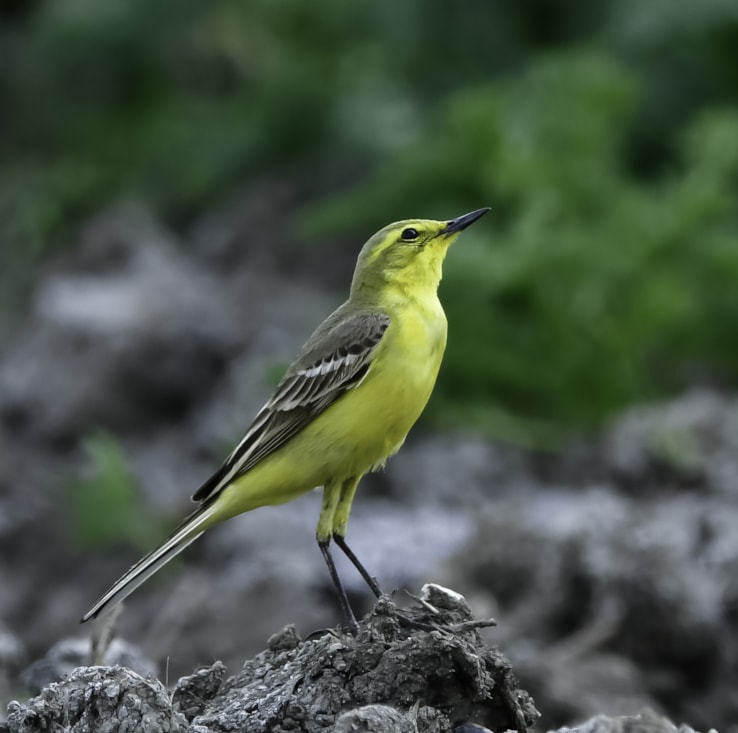 Yellow Wagtail by Geoffrey Dicker BirdGuides