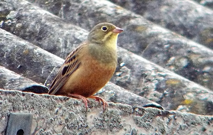 ortolan bunting by Barry Woodhouse - BirdGuides