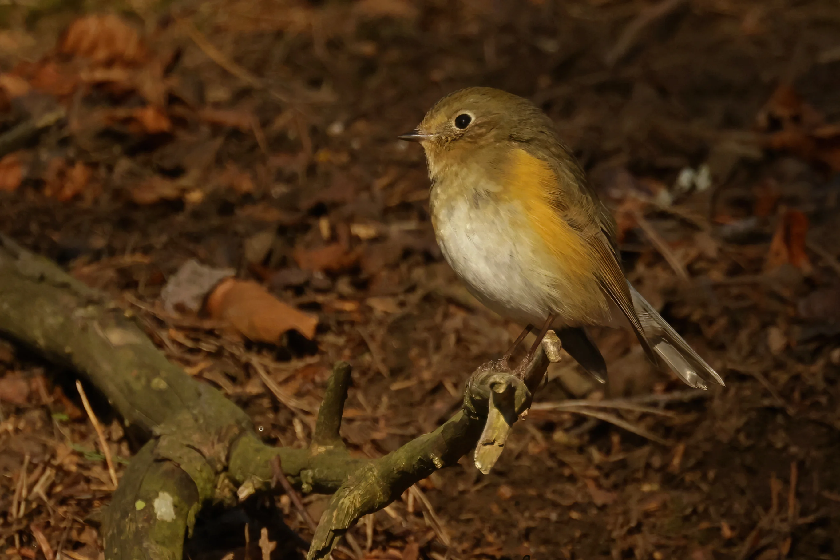 Details : Red-flanked Bluetail - BirdGuides