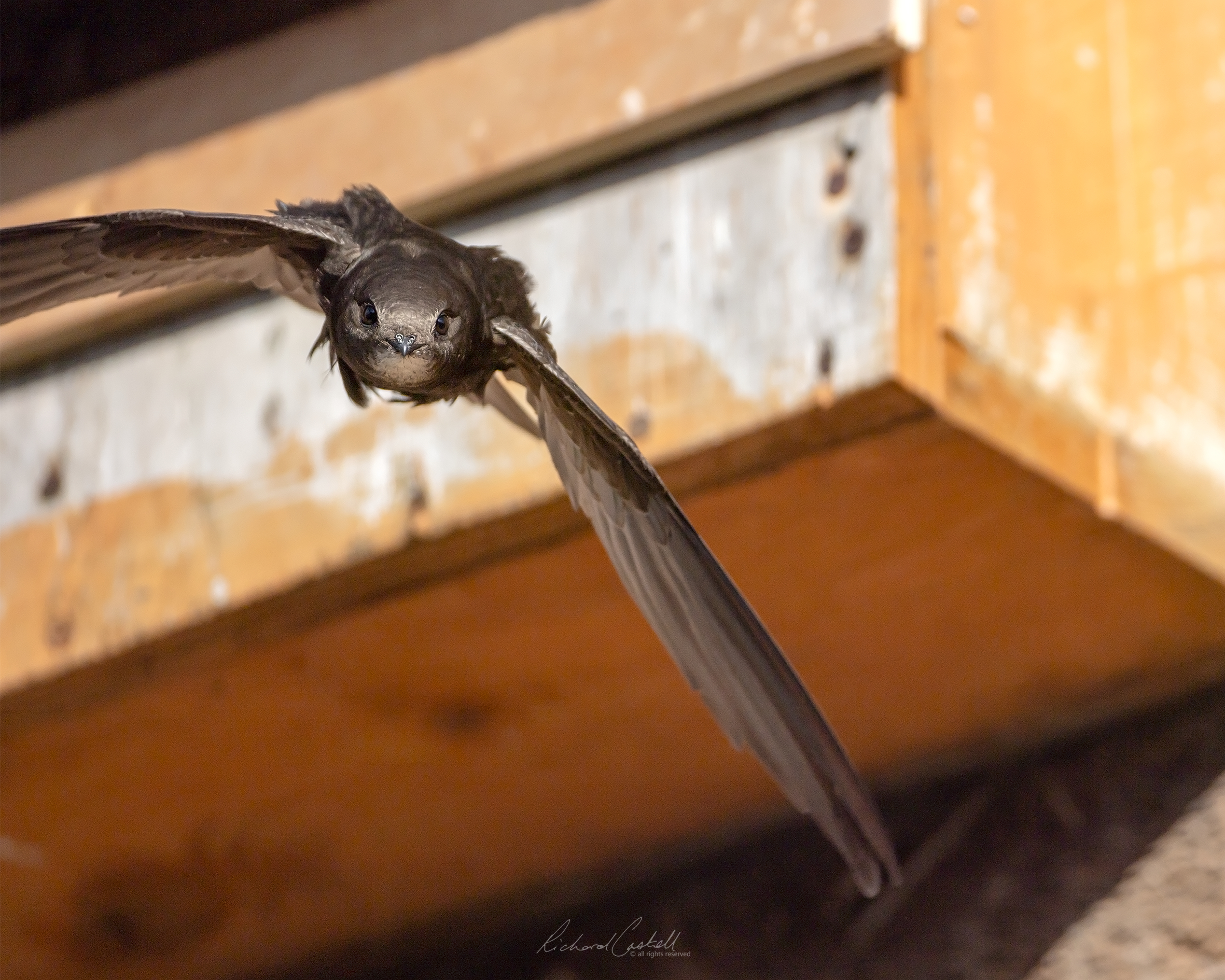 Hannah Bourne-Taylor: swift action - BirdGuides