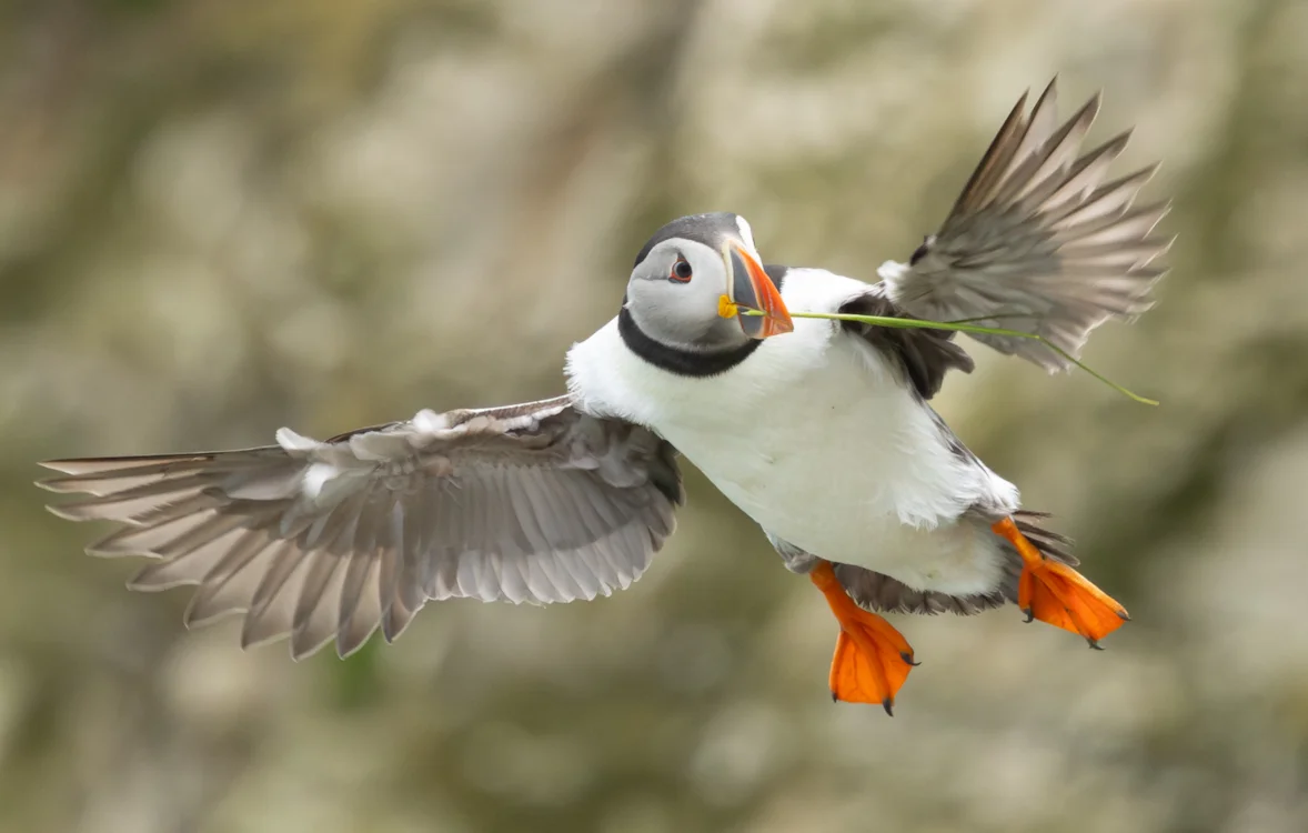 Puffin by Martin Loftus - BirdGuides