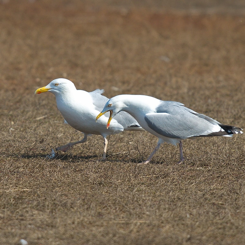 European Herring Gull by Dave Dowdeswell BirdGuides