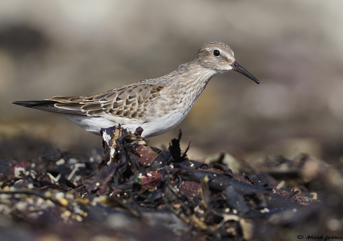white rumped sandpiper white rumped sandpiper