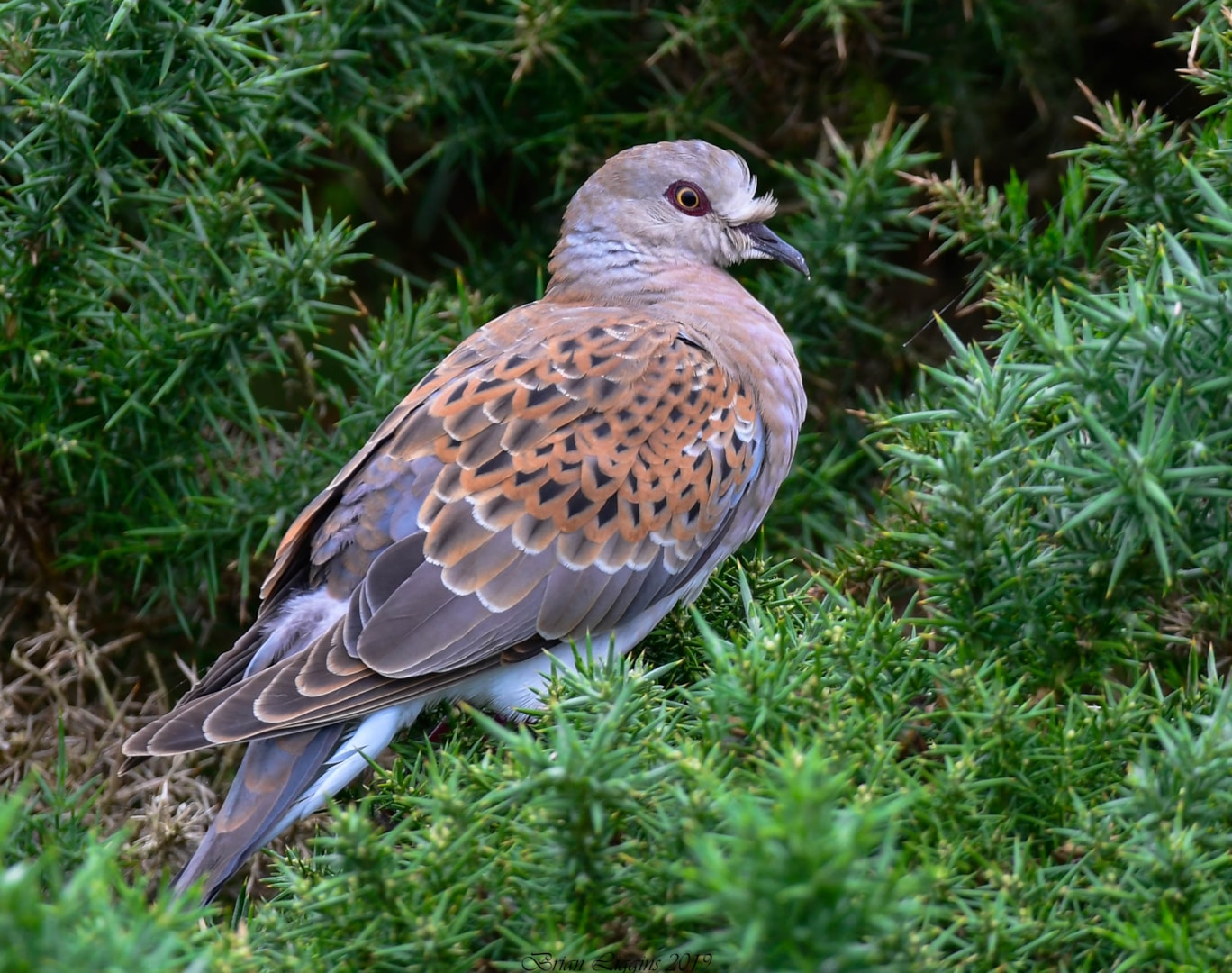 European Turtle Dove by Brian Liggins - BirdGuides
