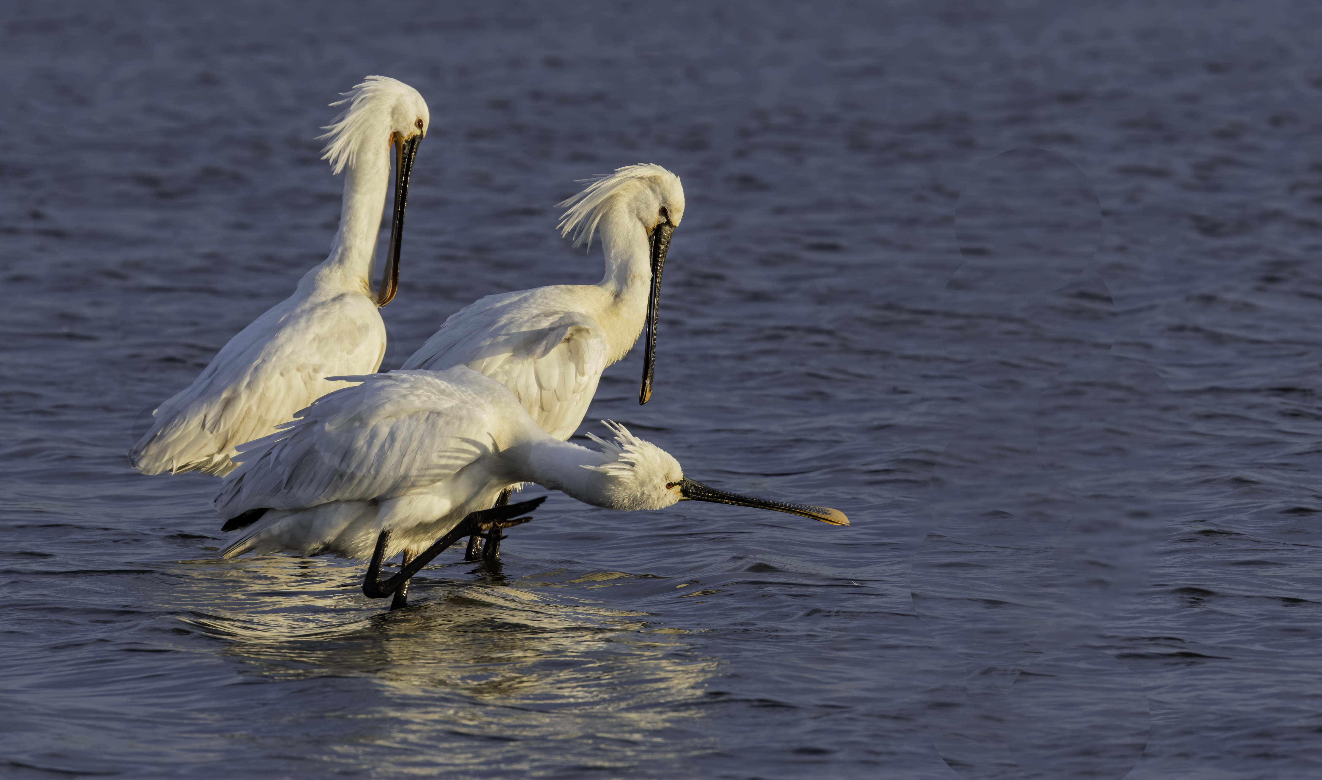 Details : Eurasian Spoonbill - BirdGuides