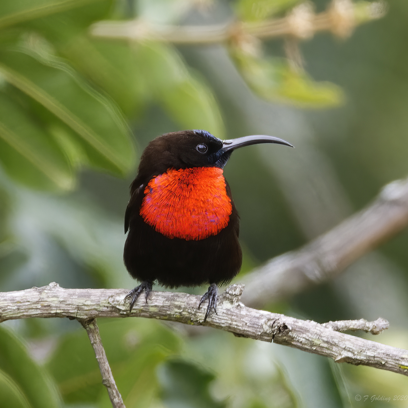 Details : Scarlet-chested Sunbird - BirdGuides