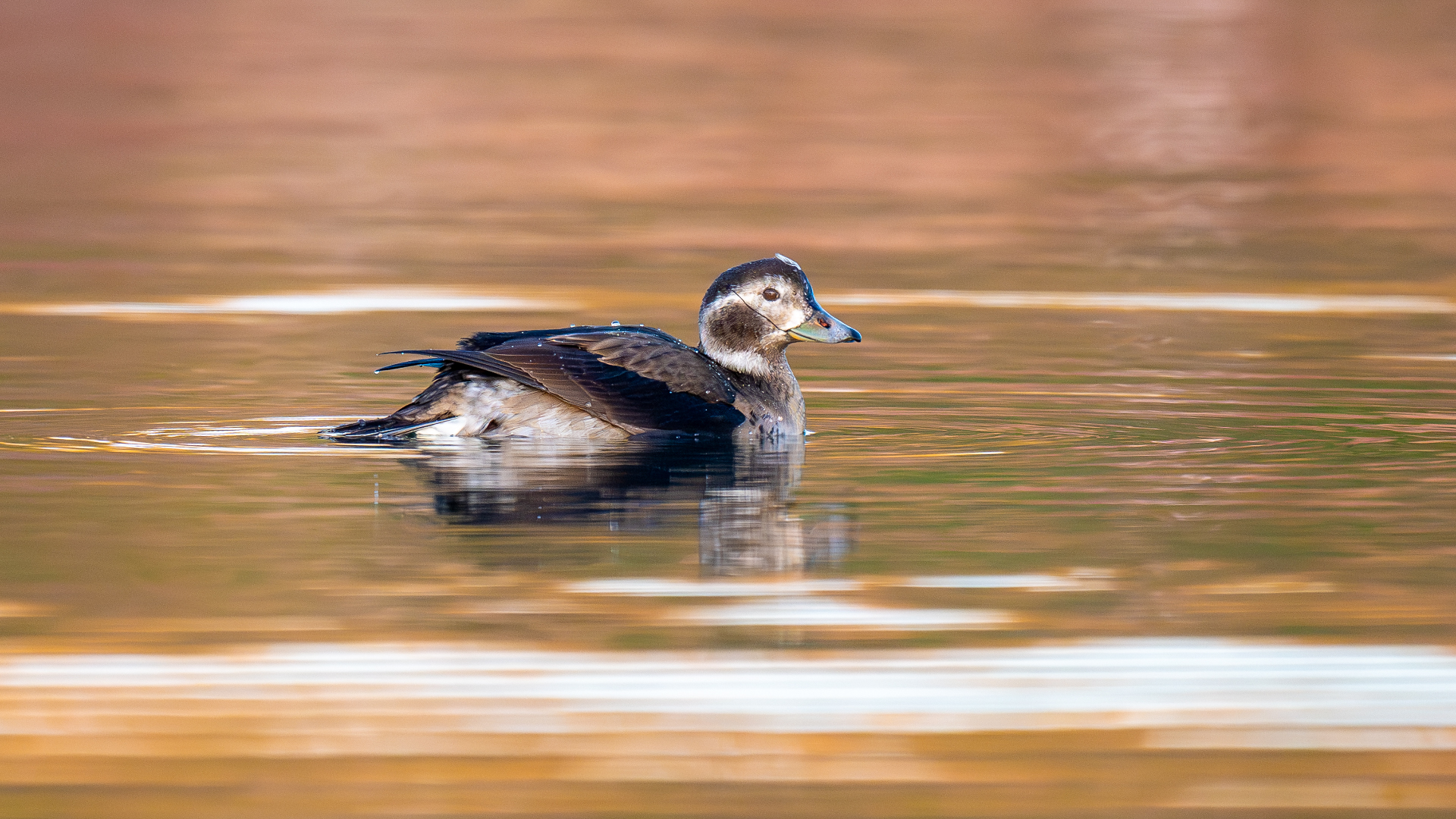 Long-tailed Duck by Ray Hall - BirdGuides