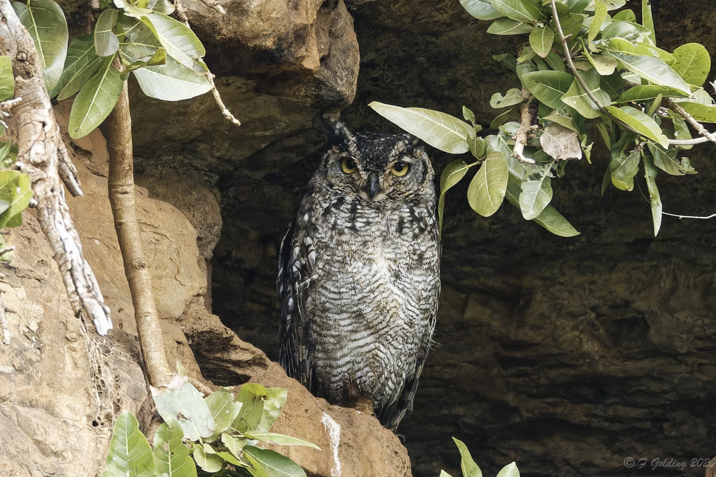 Details : Spotted Eagle-Owl - BirdGuides