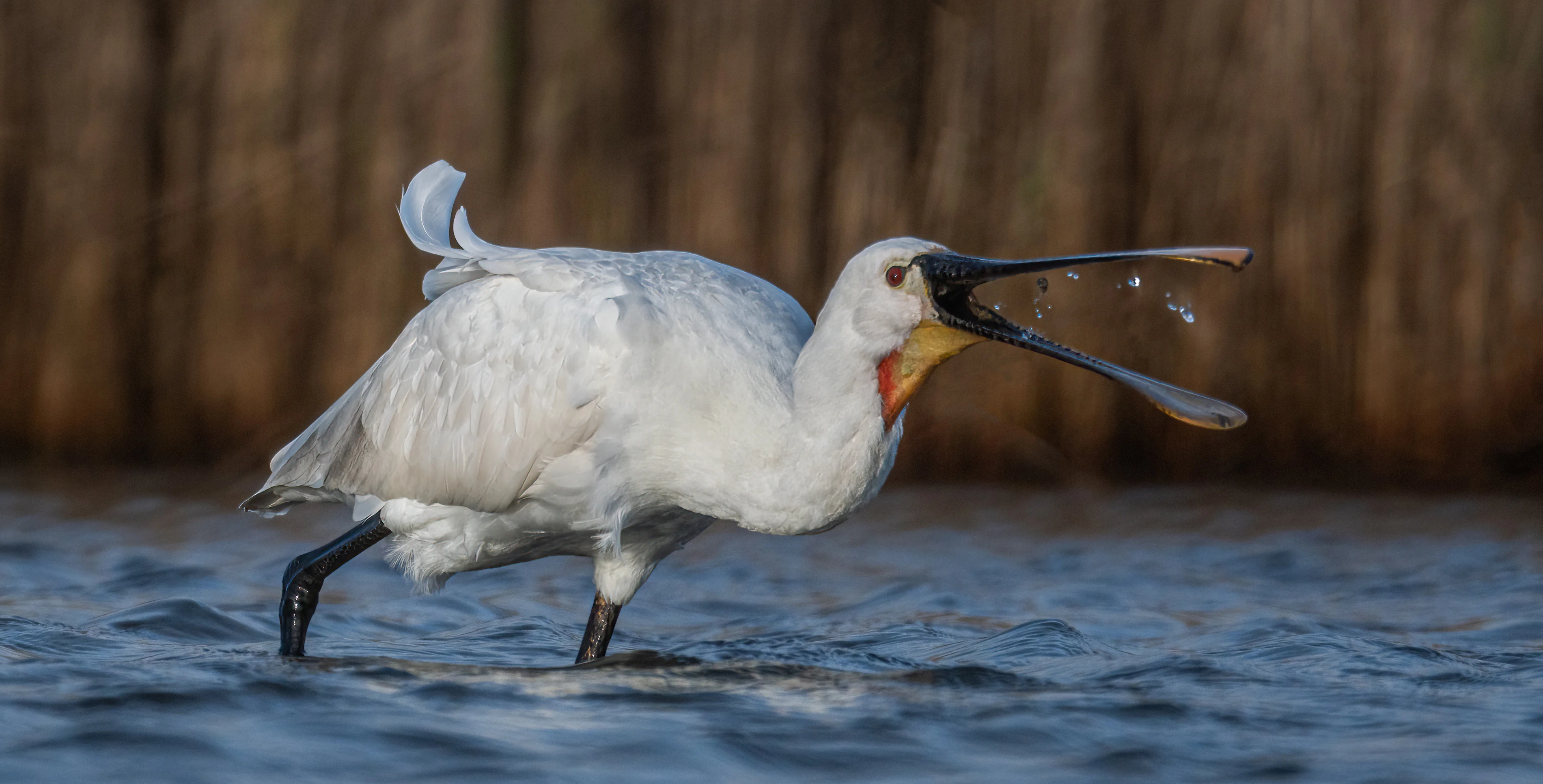 Details : Eurasian Spoonbill - BirdGuides