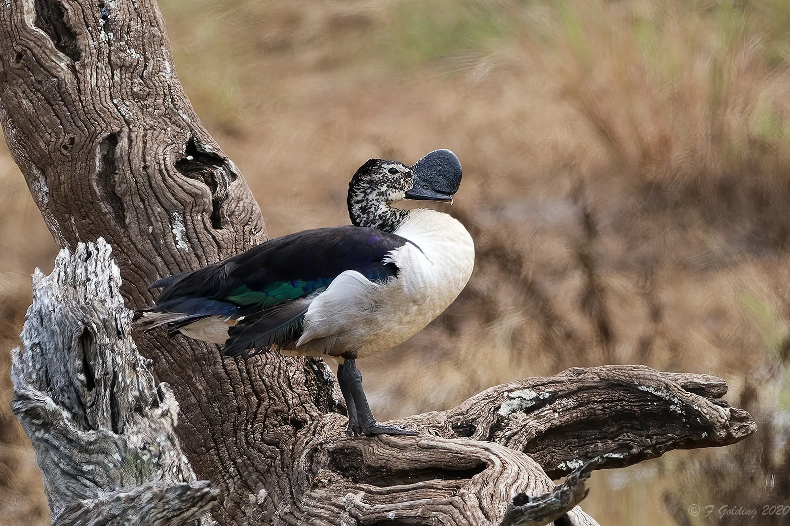sarkidiornis melanotos The extraordinary looking Knob-billed duck (Sarkidiornis melanotos)  photographed in Rajkot, Gujarat, India by Raju Karia. Only males have the  protrusion on the bill, which becomes more prominent during the breeding  season main image 0