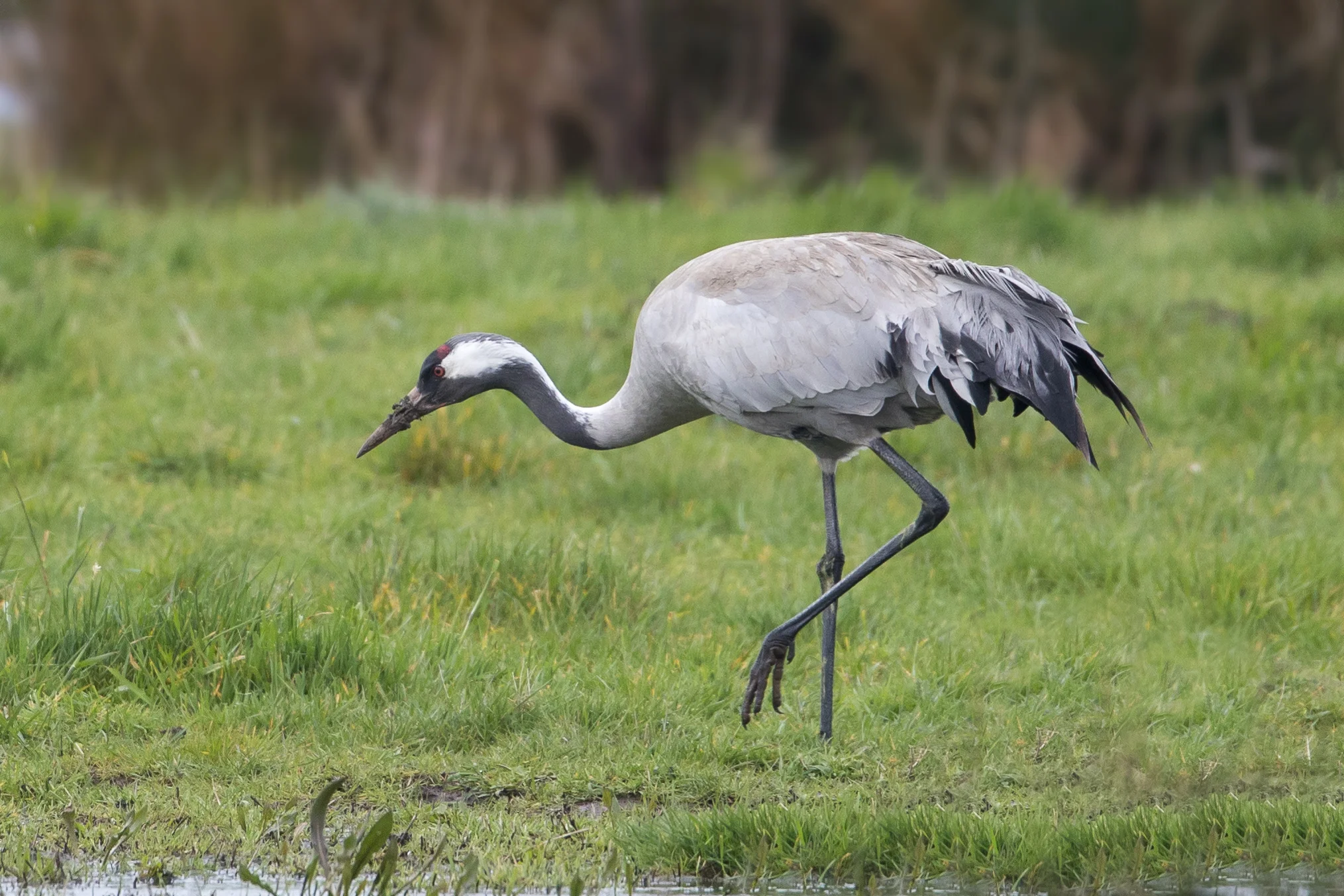 sighting-report-birdguides