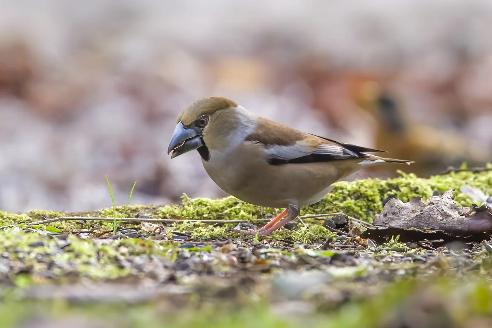 Hawfinch Rspb Hawfinch by Ian Bollen - BirdGuides