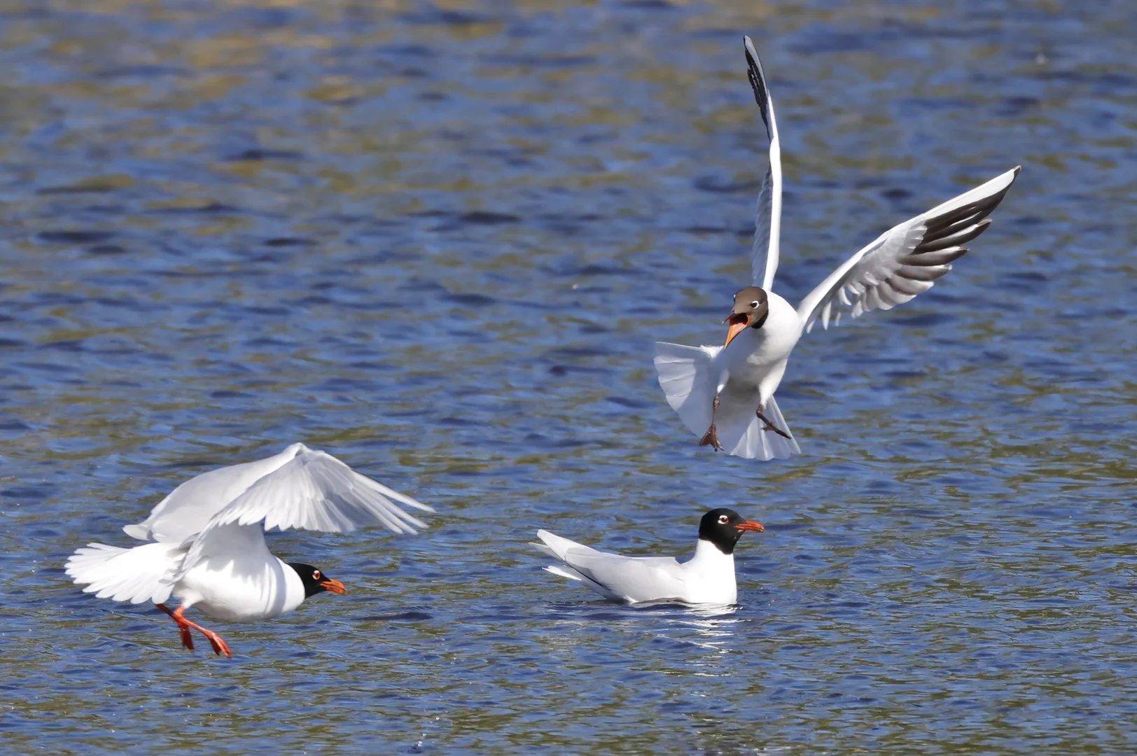 Neil Rendall Mediterranean Gull by Neil Rendall - BirdGuides