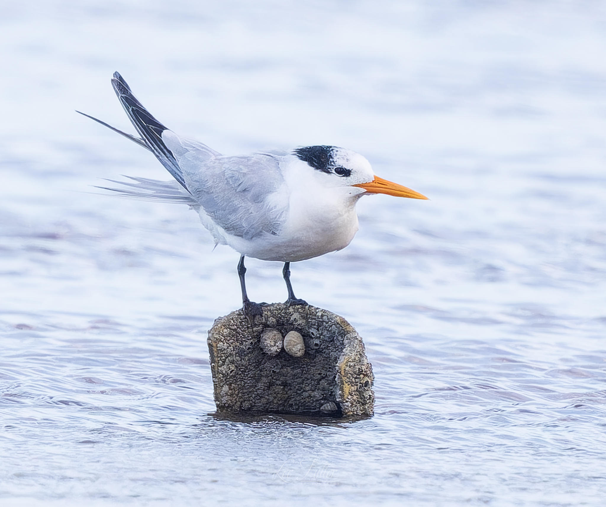 Lesser Crested Tern by Lee Fuller - BirdGuides