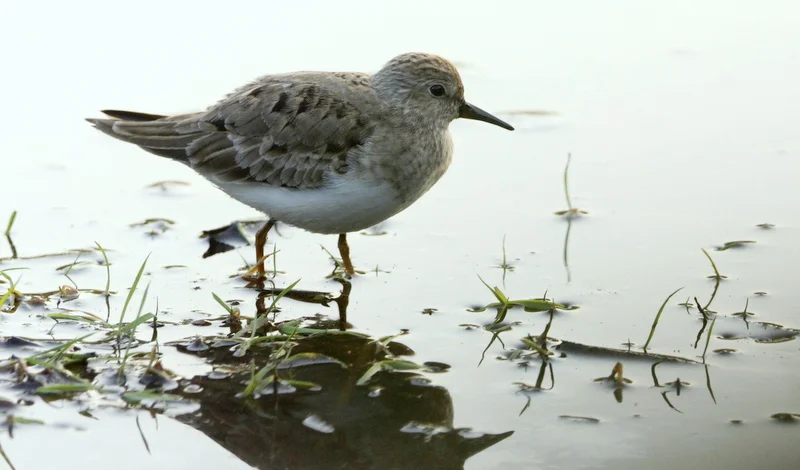 Temminck's Stint by Kris Webb - BirdGuides