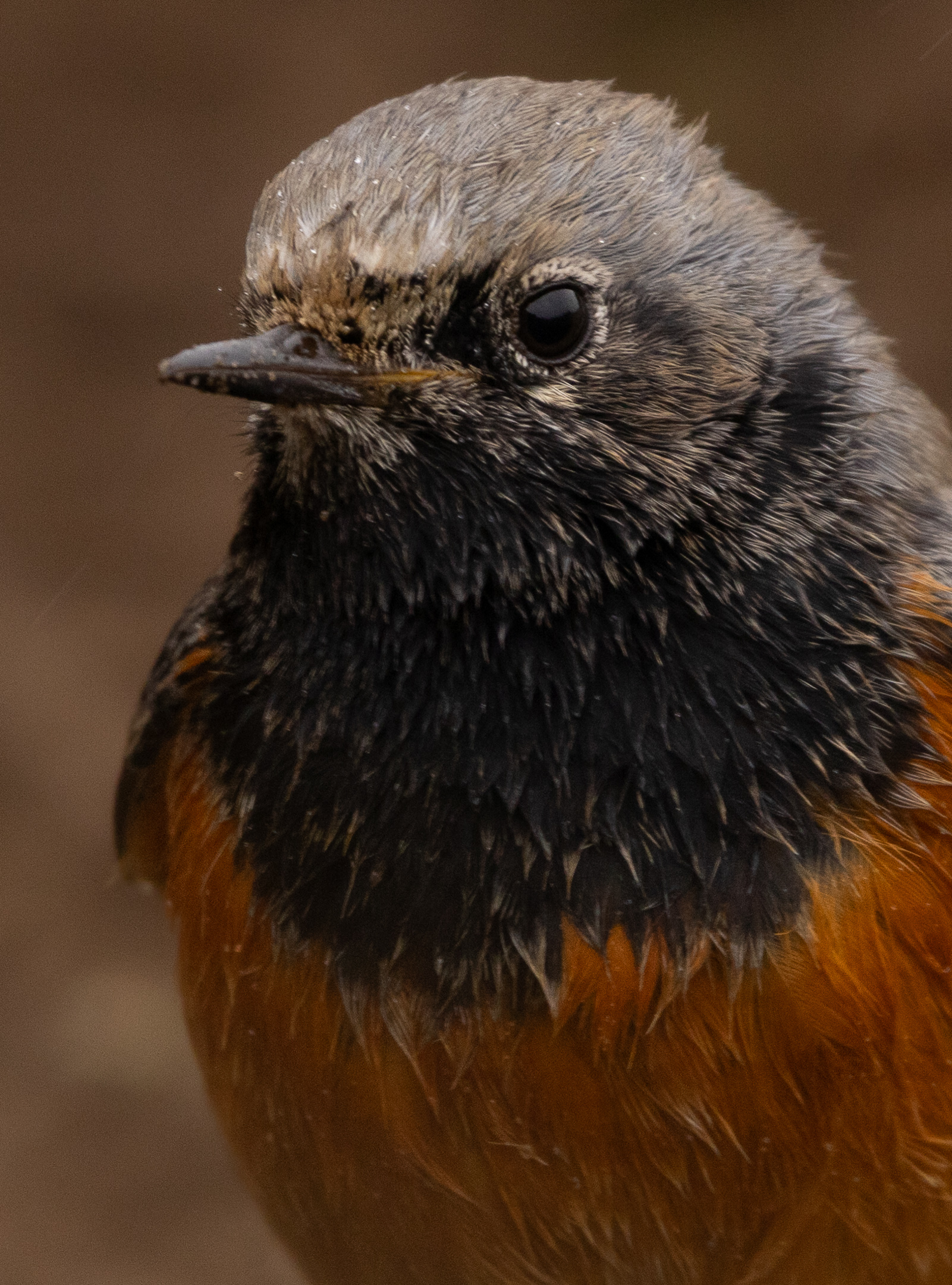 Eastern Black Redstart by Cohen Garwood - BirdGuides
