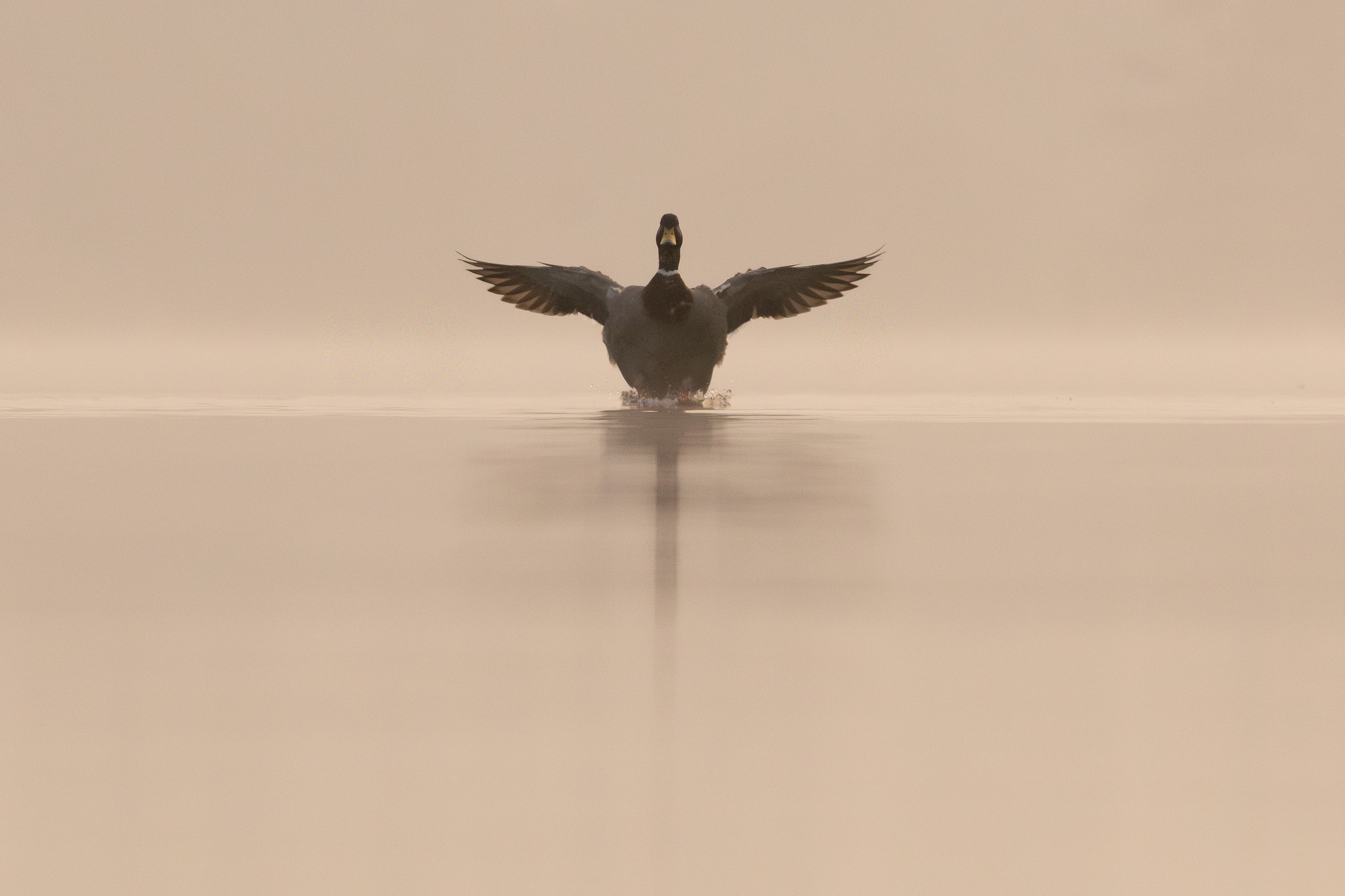 Mallard by Cohen Garwood - BirdGuides