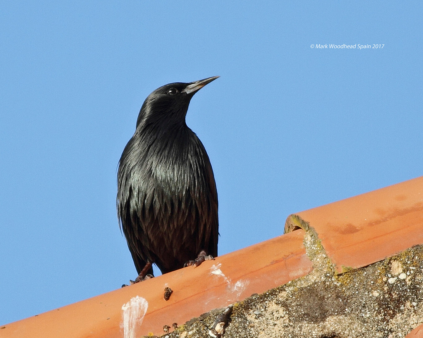 spotless starling