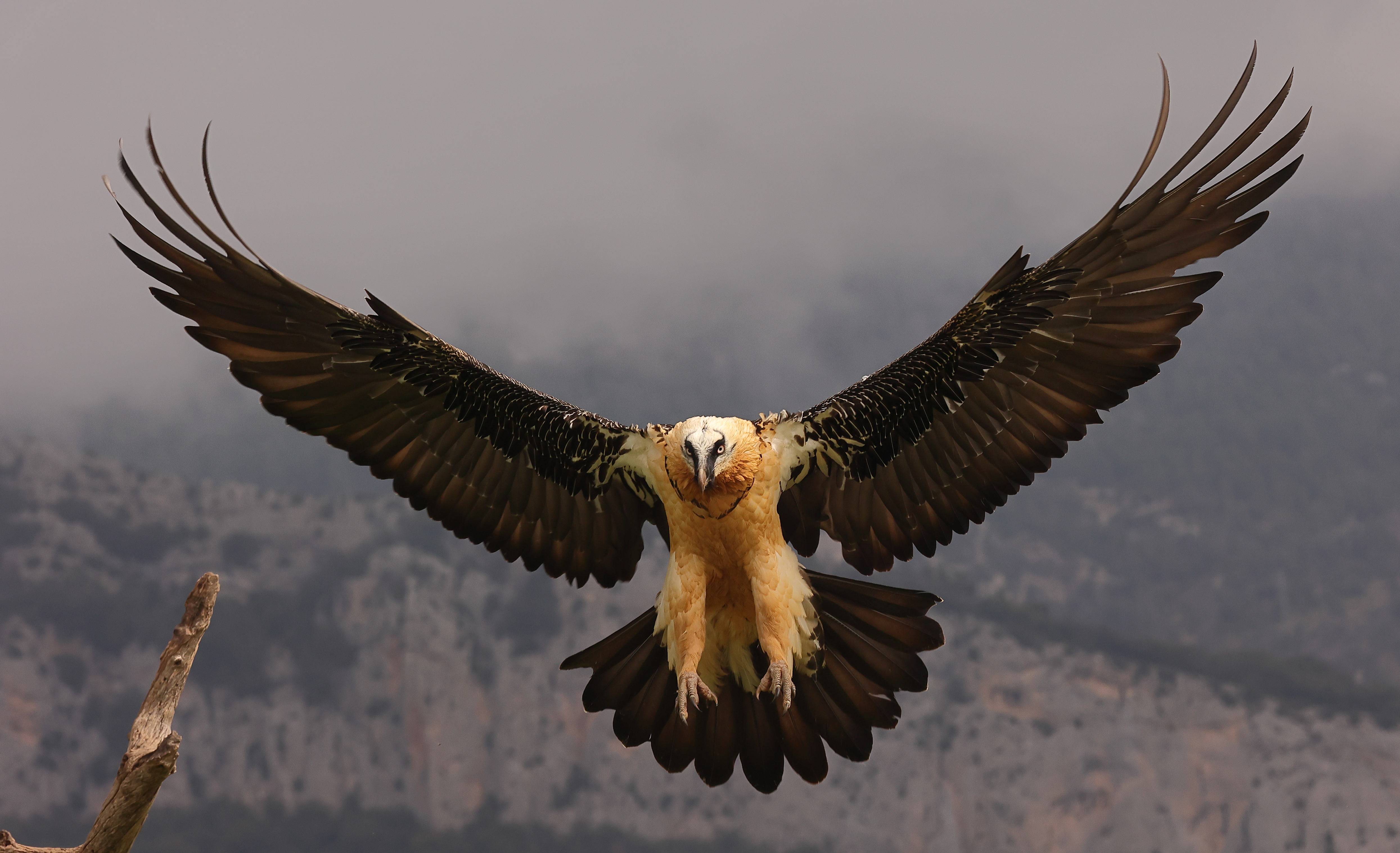 Details : Bearded Vulture - BirdGuides