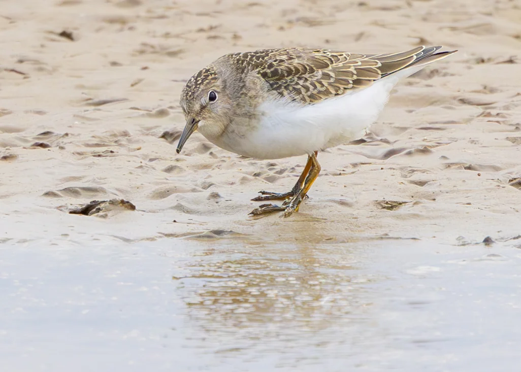 Temminck's Stint by Nathaniel Dargue - BirdGuides