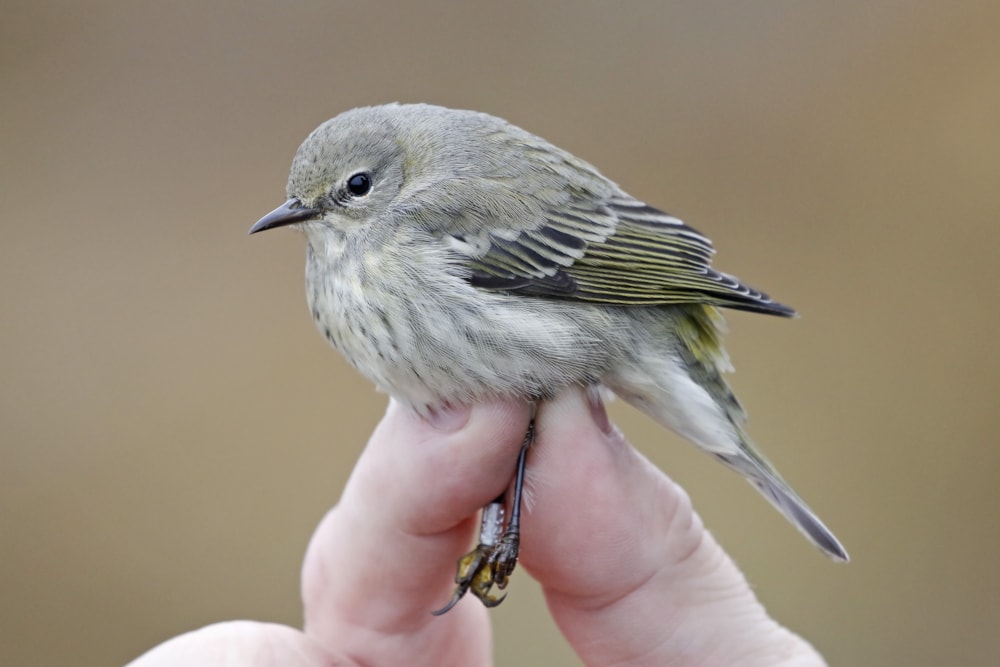 Two national firsts in a day for Norway - BirdGuides