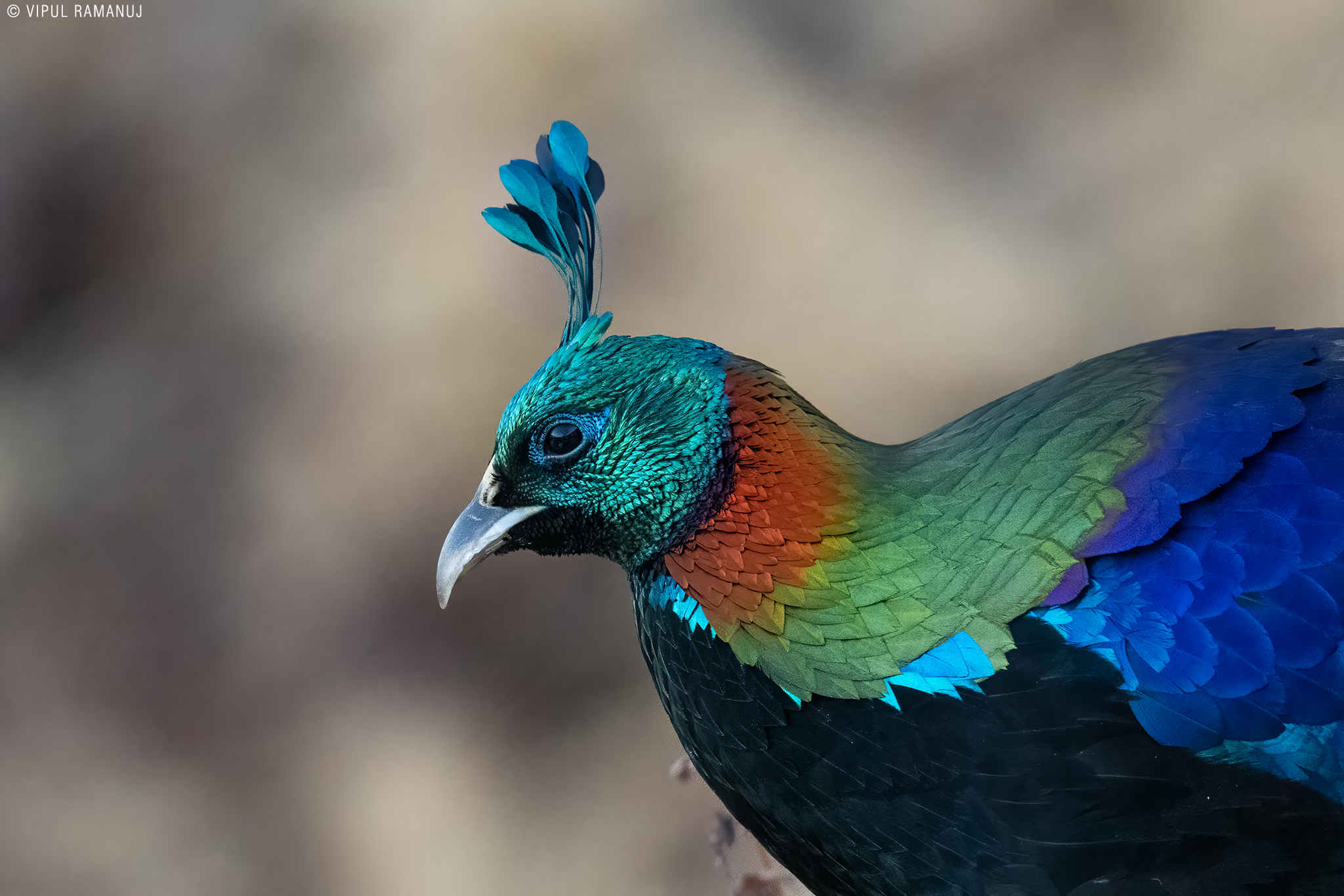 himalayan monal himalayan monal