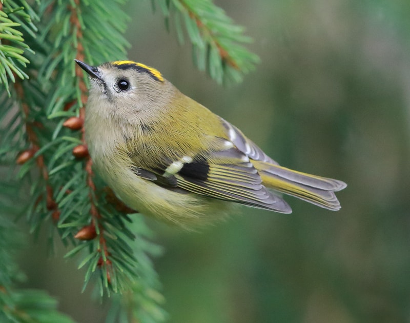 Britain�s smallest bird finds sanctuary in gardens