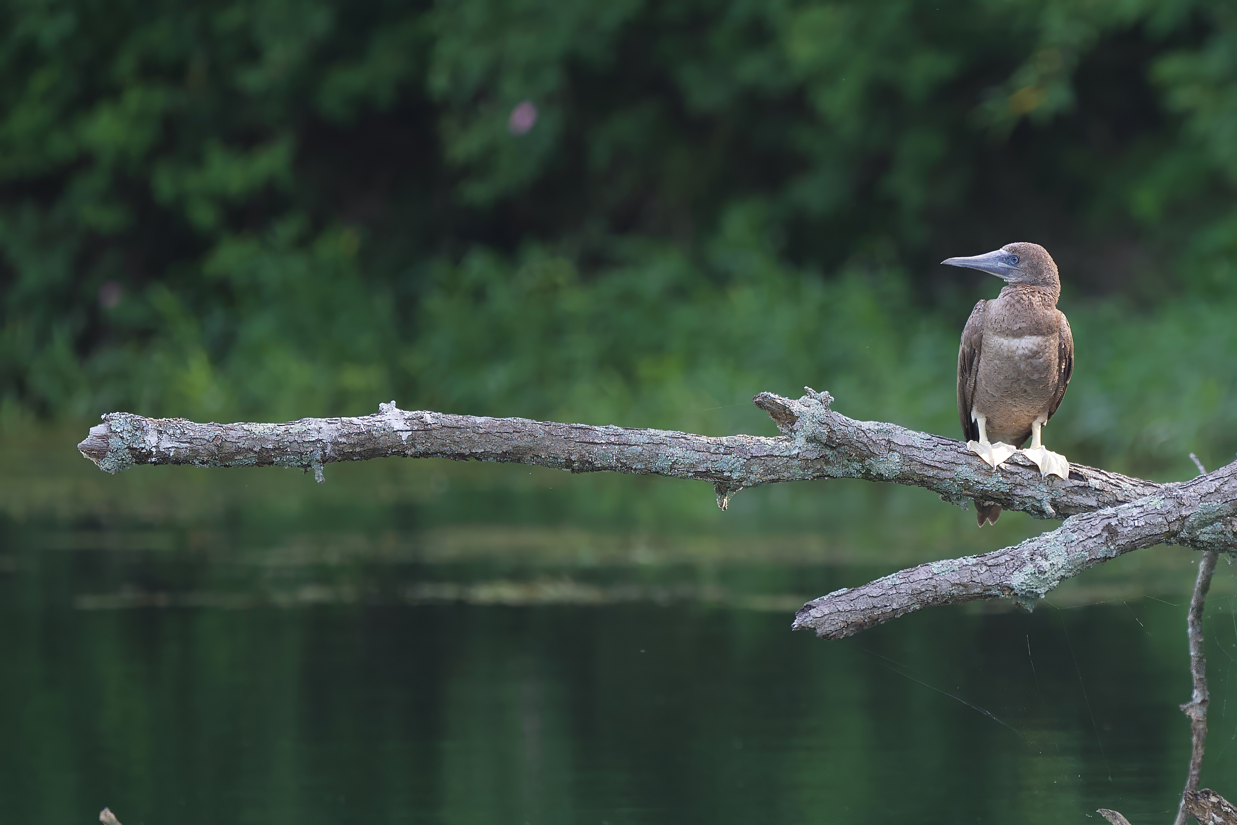 Brown Booby by Steve Bell BirdGuides
