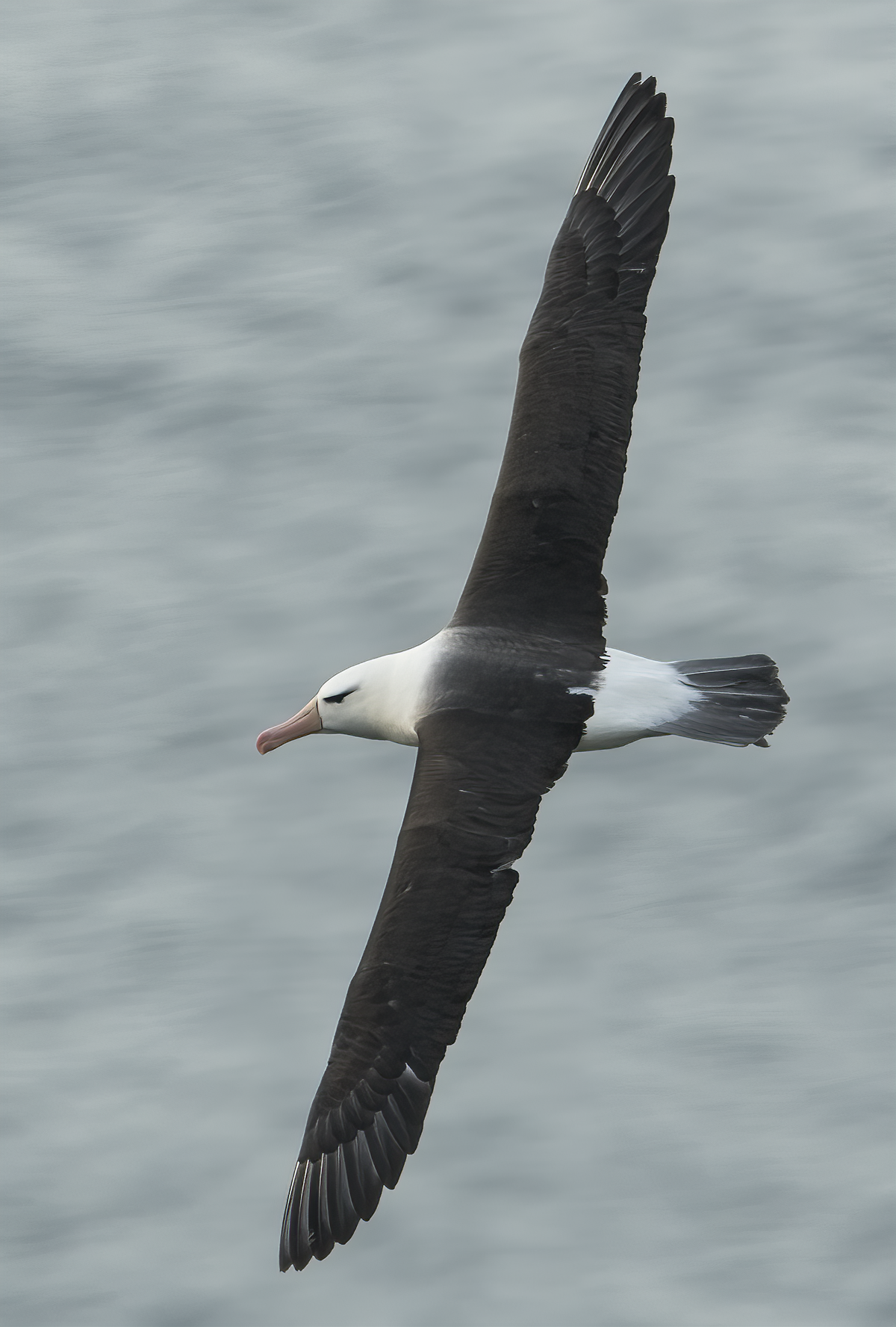 Black-browed Albatross by Martyn Jones - BirdGuides
