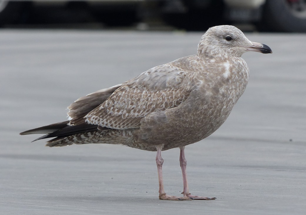 American Herring Gull by Fionn Moore BirdGuides