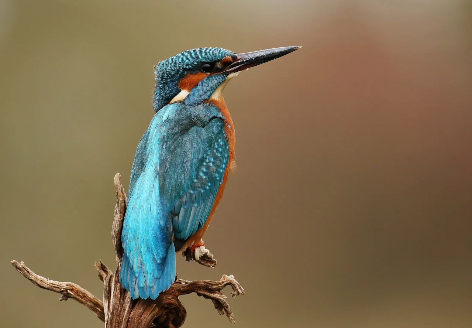 Common Kingfisher by Clive Daelman - BirdGuides