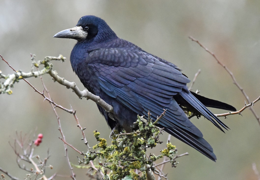 Rook by tony hovell birdguides