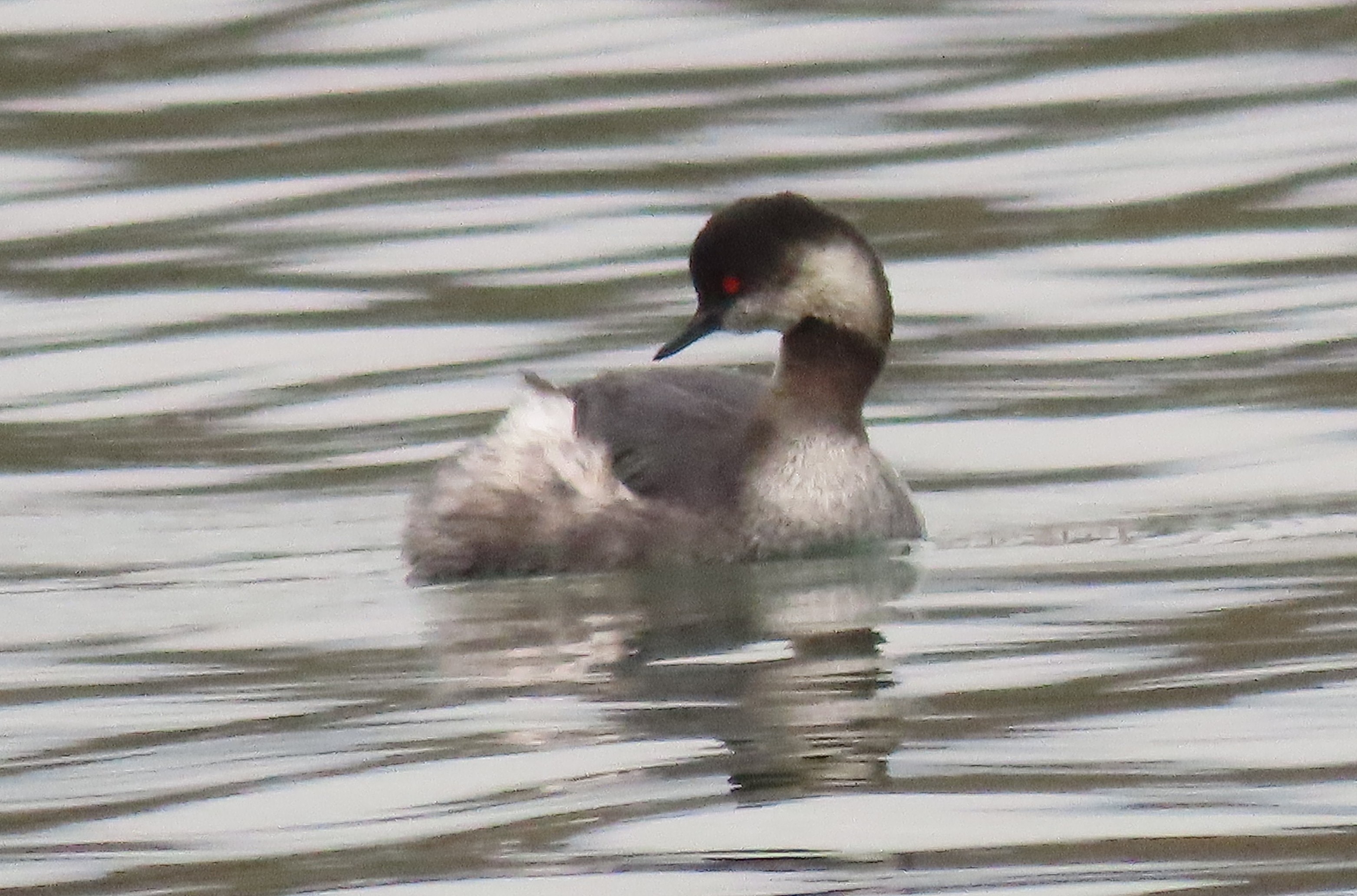 Black-necked Grebe by David Ferguson - BirdGuides