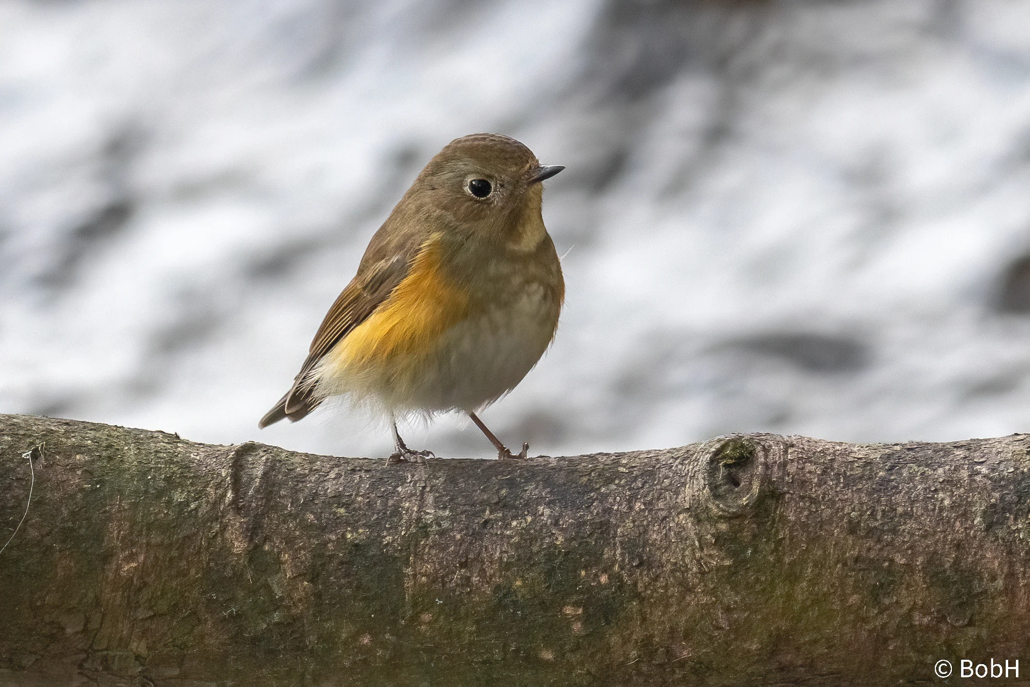 Details : Red-flanked Bluetail - BirdGuides