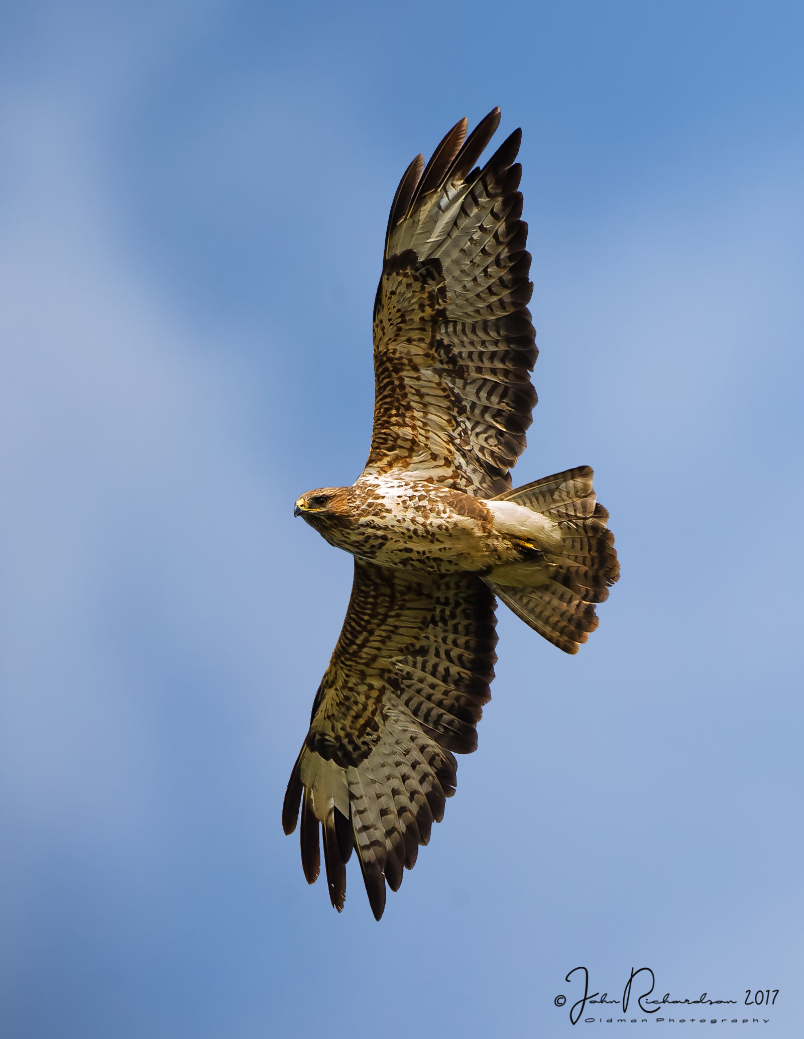 Details Common Buzzard BirdGuides