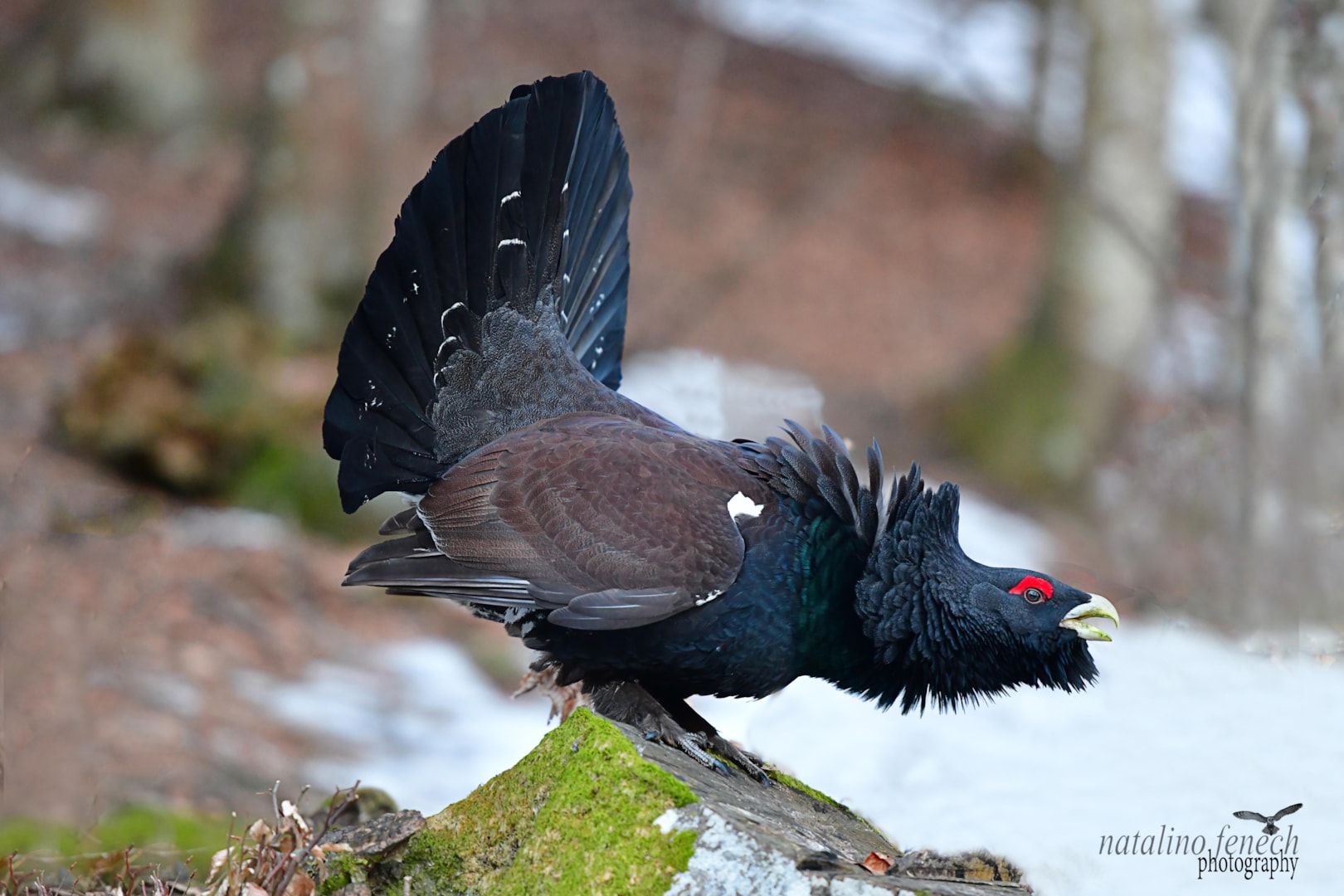 Western Capercaillie by Natalino Fenech - BirdGuides