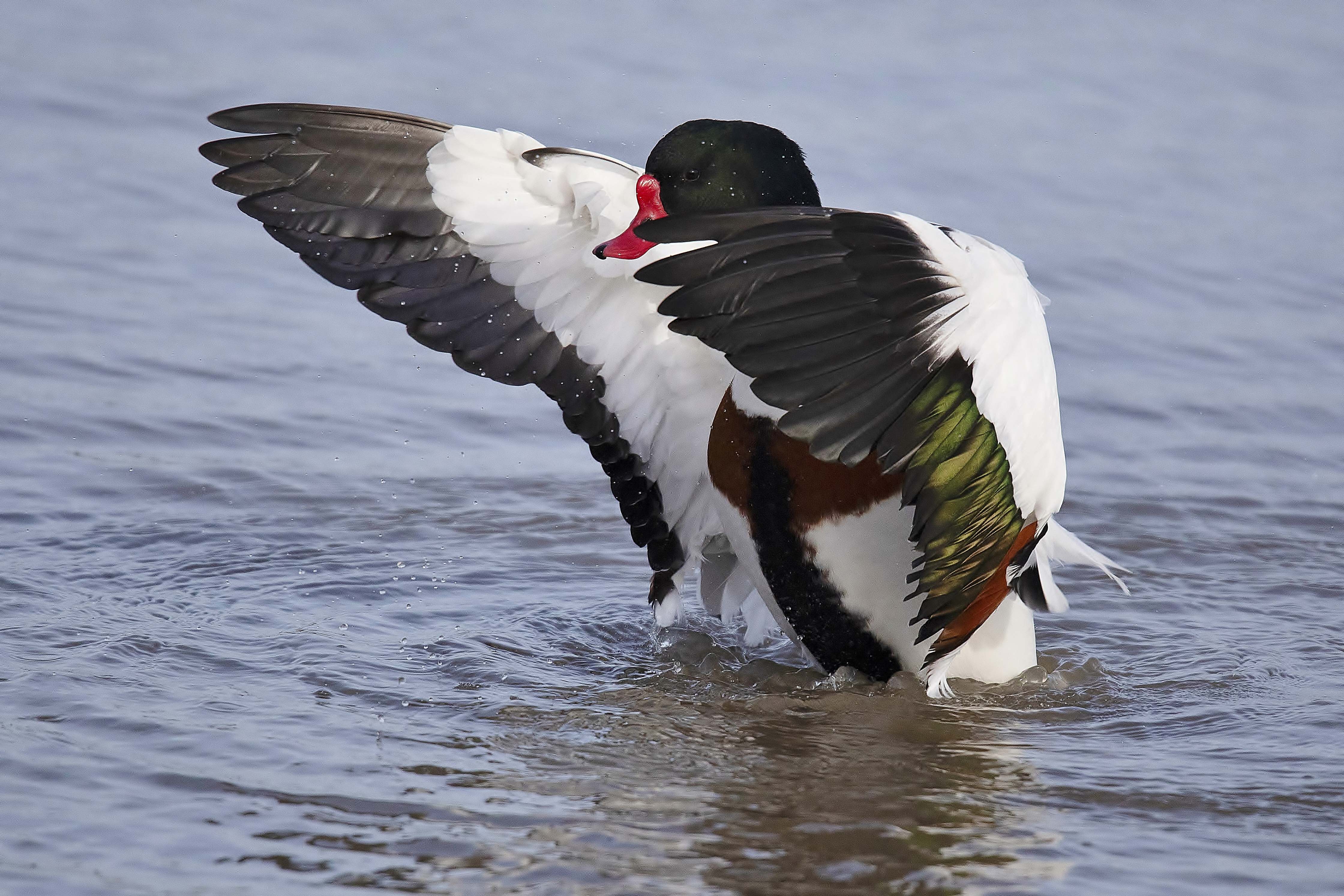 Common Shelduck by Clive Daelman - BirdGuides